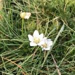 Parnassia palustrisFloro