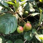 Crataegus punctata Fruto