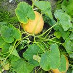 Cucurbita maxima Лист