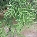 Afrocarpus falcatus Blad