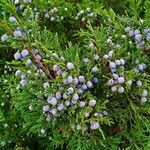 Juniperus sabina Fruit