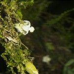 Quararibea pumila Diğer