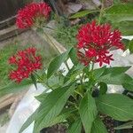 Pentas lanceolataফুল