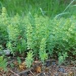 Cruciata glabra Flor