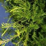 Melaleuca bracteata برگ