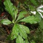 Cleidion claoxyloides ശീലം