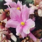 Streptocarpus ionanthus Flor