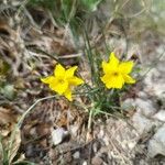 Narcissus assoanus Blomst