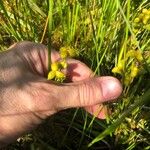 Scheuchzeria palustris Frukt