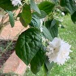 Philadelphus coronariusLeaf