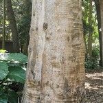 Eucalyptus tereticornis Bark