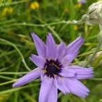 Geropogon hybridus Çiçek