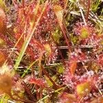 Drosera × obovata