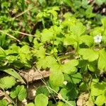 Nemophila aphylla Hoja