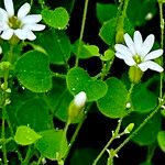 Drymaria debilis Flor