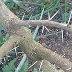 Vachellia nilotica Bark