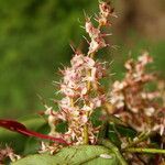 Hylodendron gabunense Flor