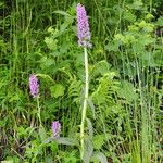 Dactylorhiza urvilleana Flower