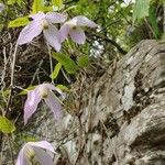 Clematis occidentalis Blüte
