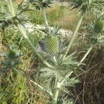 Eryngium leavenworthii Συνήθη χαρακτηριστικά