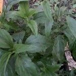 Salvia farinacea 葉