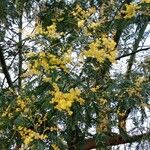 Acacia dealbata 花