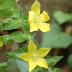 Ixanthus viscosus Flower