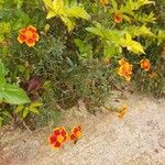Tagetes tenuifolia Květ