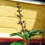 Ocimum basilicumFiore