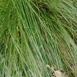 Festuca heterophylla Hoja