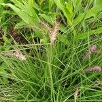 Cenchrus pedicellatus Flower