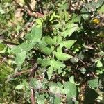 Sonchus oleraceus Fulla