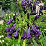 Agapanthus inapertus Kwiat