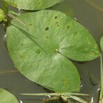 Sagittaria guayanensis Fuelha