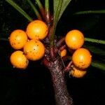 Clavija costaricana Fruit