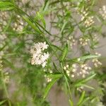 Asparagus aethiopicus Flower