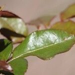 Rosa glauca Leaf