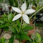 Augusta rivalis Flower