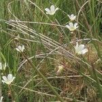 Saxifraga hypnoides Fula