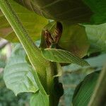 Pometia pinnata Leaf