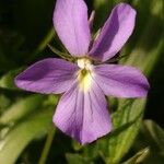 Viola cornuta Flower