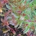 Crassula alata Flower