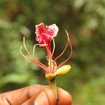Afzelia bipindensis Flor