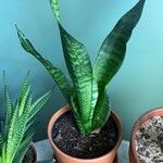 Sansevieria trifasciataपत्ता