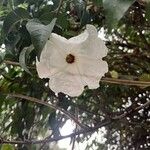 Ipomoea arborescens Flower