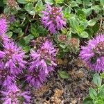 Thymus comosus Bloem