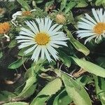 Asteriscus schultzii Flower