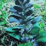 Ajuga pyramidalis Elinympäristö