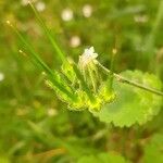 Erodium aethiopicum फल