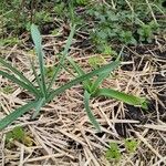 Allium longispathum Folla